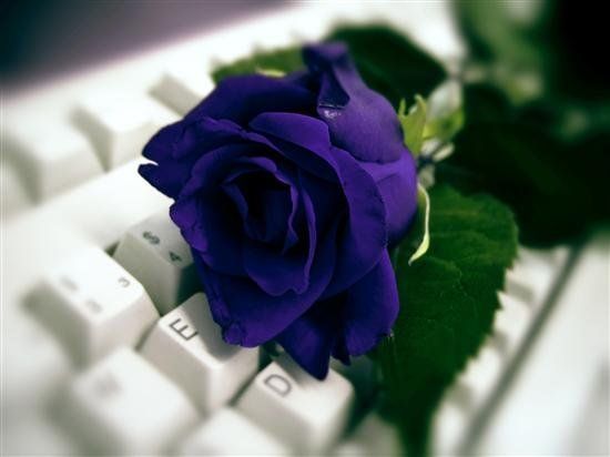 rose bleue2